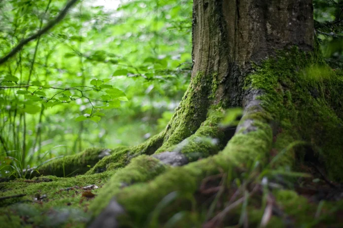 Moss-covered forest floor and tree trunk in a healthy Colorado forest ecosystem – Colorado Forest Tracker