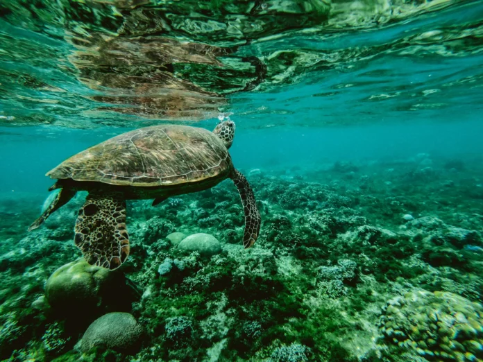 Marine Organismal Body Size Database – sea turtle swimming over coral reef