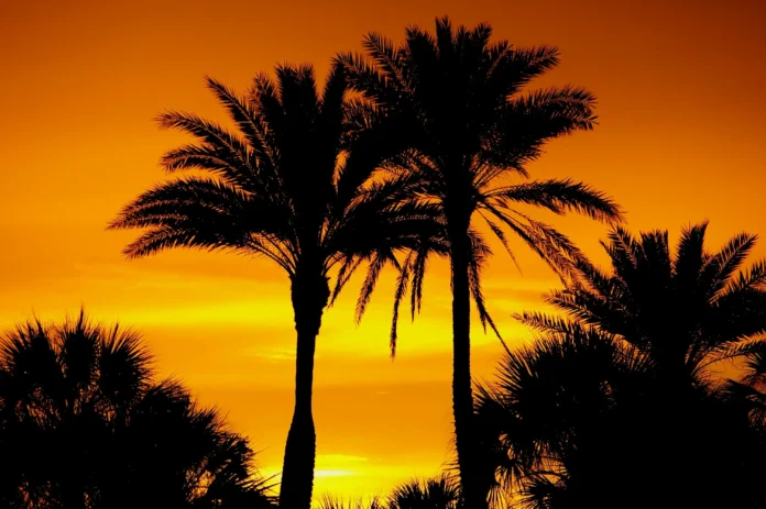 Florida Business Entity Search – silhouetted palm trees at sunset, representing the local setting for Florida-based business research