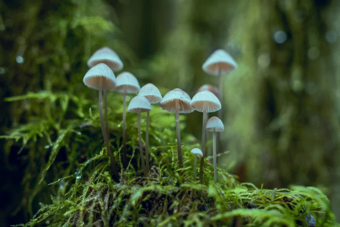 Small forest mushrooms growing among moss, representing fungal biodiversity in soil ecosystems – related to the GlobalFungi Database.