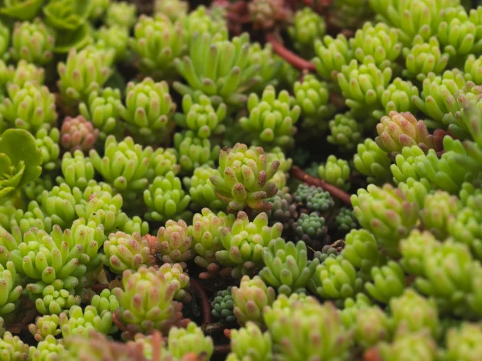Close-up of succulent plant species listed in the African Plant Database, showing clustered, drought-resistant foliage.