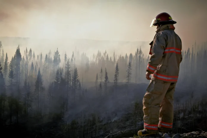 Firefighter observing a smoky forest after a blaze — related to the Wildfire Mitigation Plans Database
