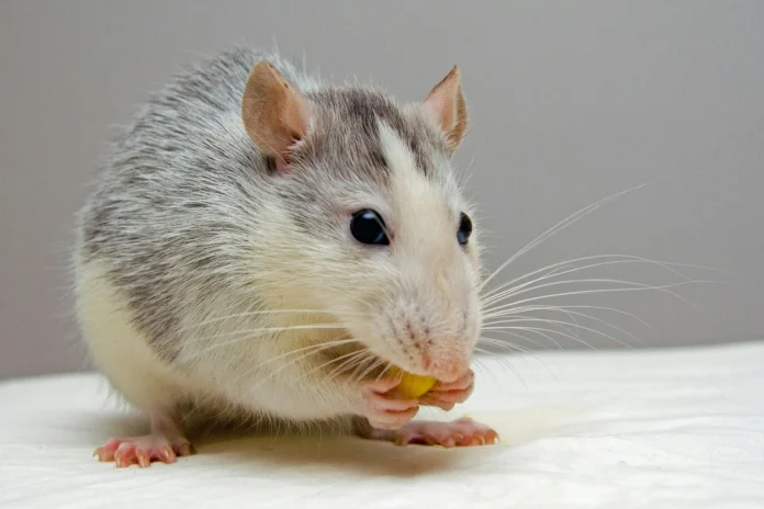 A laboratory rat eating a food pellet, representing species featured in the AWI Refinement Database, which focuses on humane animal research practices.