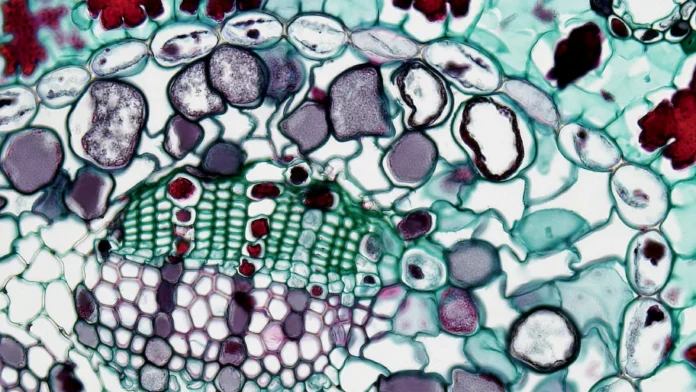Microscopic cross-section of plant root tissues showing complex cellular structures and microbial associations — concept image for the metagRoot database highlighting protein family research in plant root microbiomes.