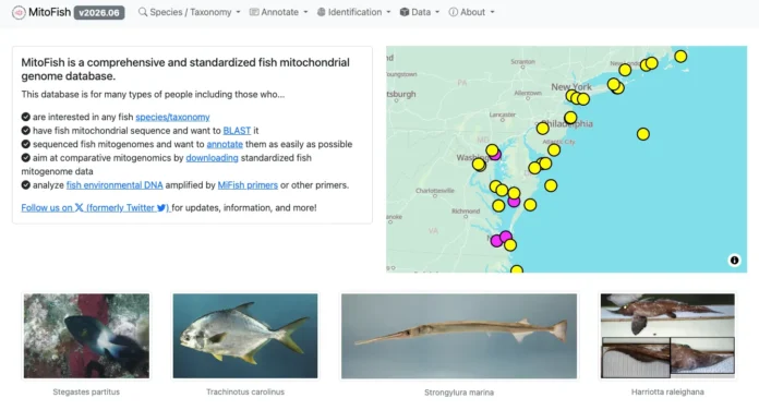MitoFish database homepage showing the fish mitogenome intro panel, a US East Coast occurrence map, and reference species photos.